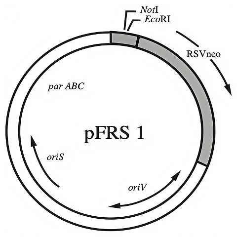 Diagram of the circular pFRS1 vector plasmid map, with labeled regions and arrows showing DNA sequence flow.