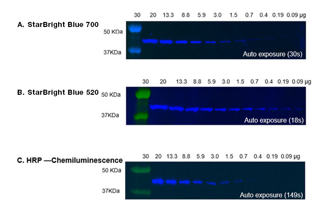 Western blots of anti-actin beta