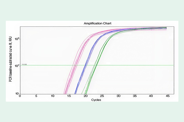 qPCR Amplification Chart