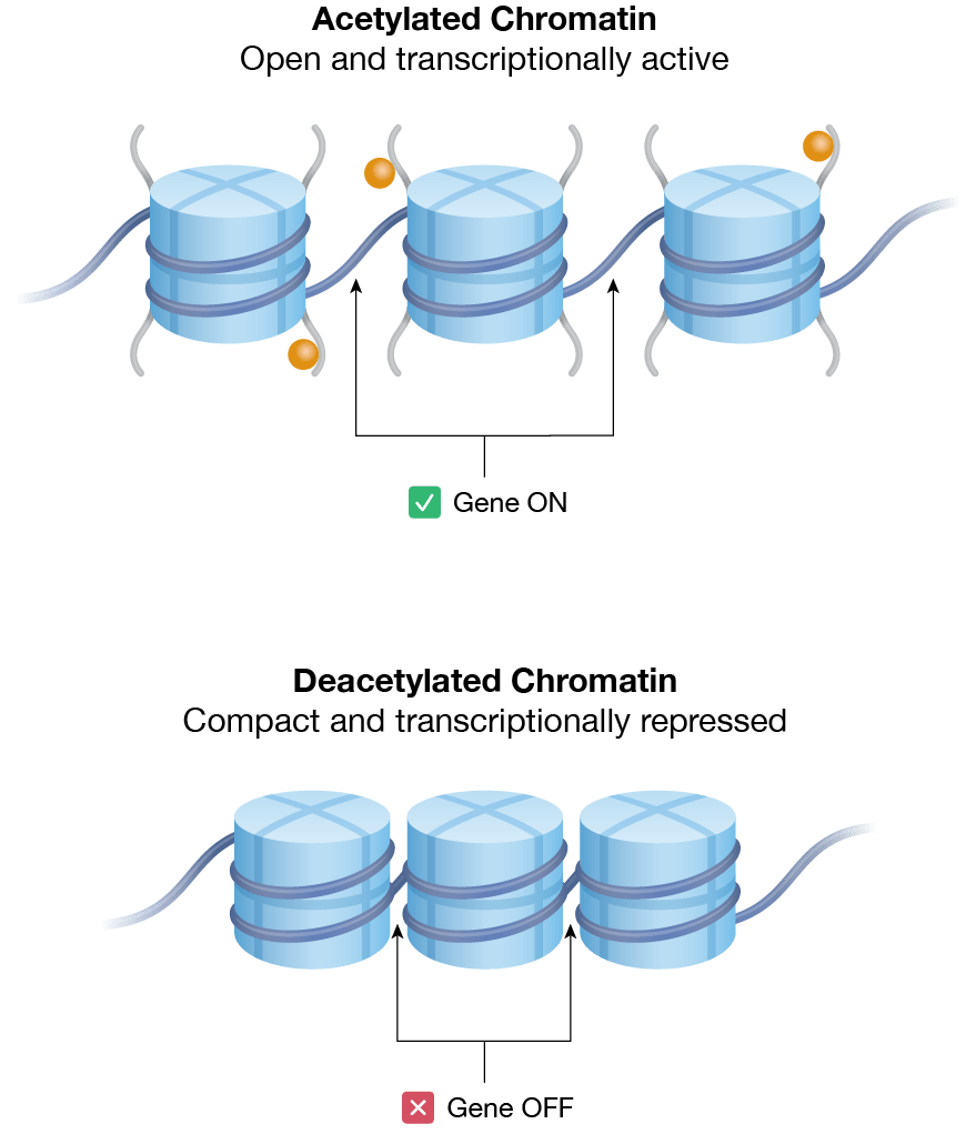 Relaxed chromatin is open or transcriptionally active