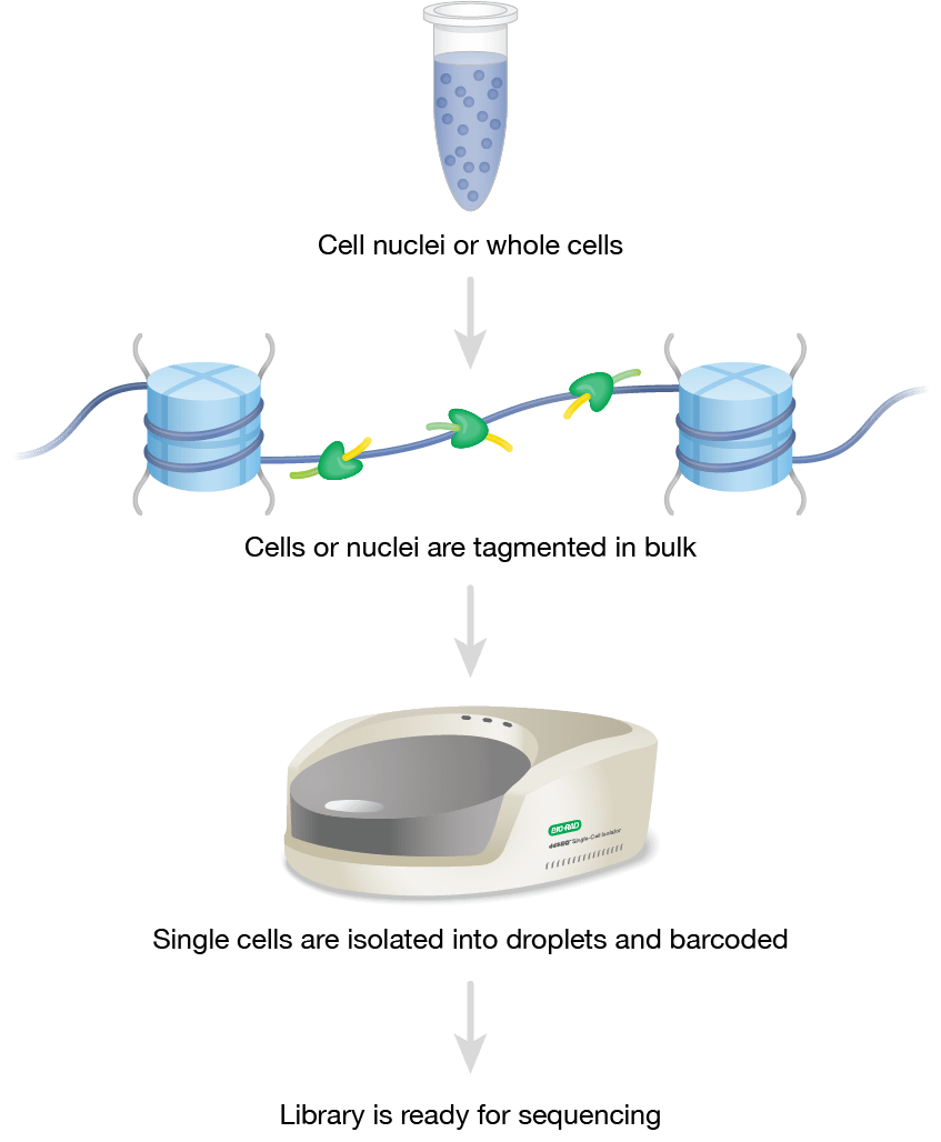 SureCell Single-Cell ATAC-seq workflow
