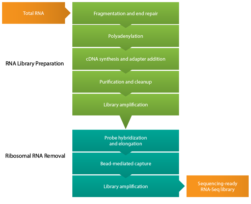 RNA-seq library preparation workflow