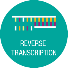 Reverse Transcription (RT)