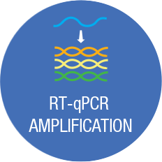 qPCR Experiment/Amplification