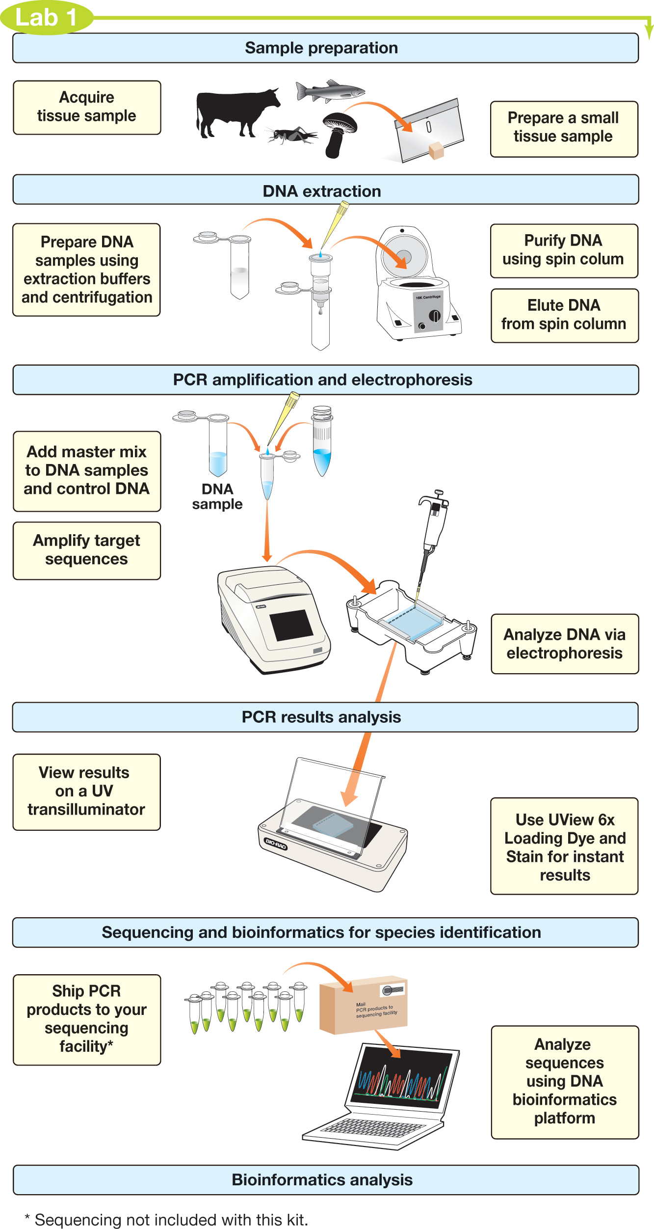 DNA Barcoding Kit Activity Flowchart | Bio-Rad