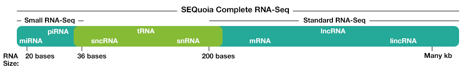 miRNA, piRNA, sncRNA, tRNA, snRNA, mRNA, lncRNA, lincRNA