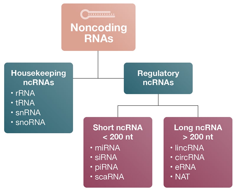 Classification of ncRNAs
