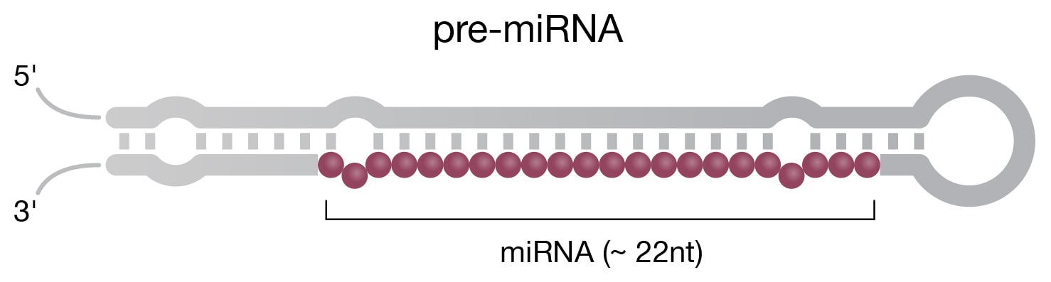Pre-miRNA with the region corresponding to mature miRNA 