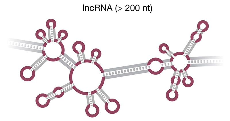 Two hairpin loops contain the binding pocket for target RNA and are the sites of pseudouridylation 