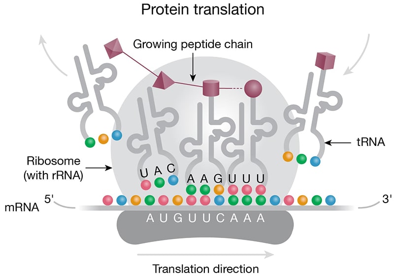 Protein translation machinery is assembled on the mRNA transcript