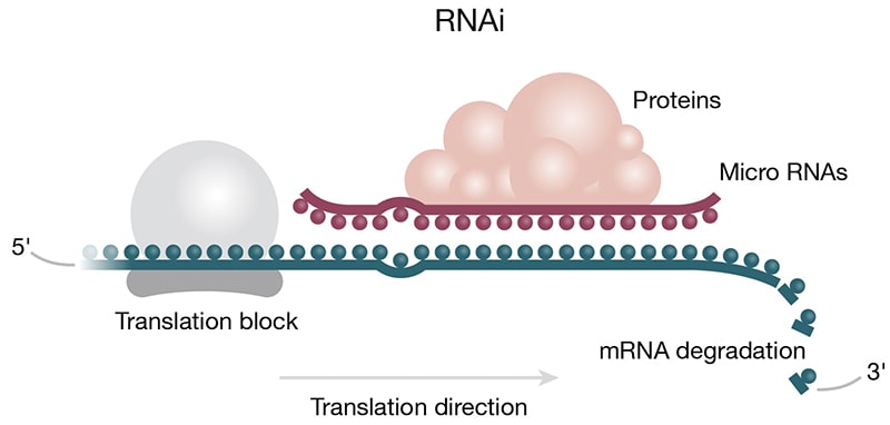 Micro RNAs can act to regulate protein translation by degrading mRNA