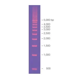 EZ Load 500 bp Molecular Ruler