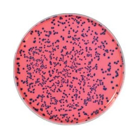 RAPID'E. coli O157:H7, dehydrated