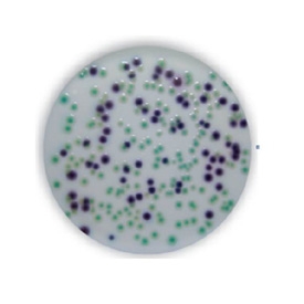 RAPID'E.coli 2 Agar Plates for Water Testing