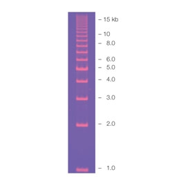 EZ Load 1 kb Molecular Ruler #1708355 | Bio-Rad
