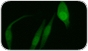 ov-nuclear-staining-dyes-zoe-thumb.jpg