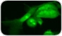 fluorescence-microscopy-performance-data-overlay-thumb.jpg