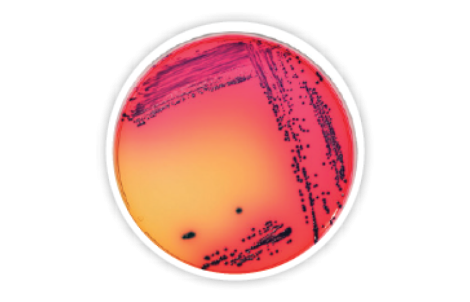 RAPID'E.coli O157:H7 Medium