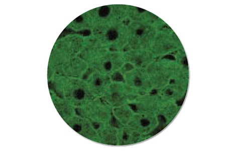 Anti Reticulin Rat Liver/Kidney/Stomach Autoimmune IFA | Bio-Rad