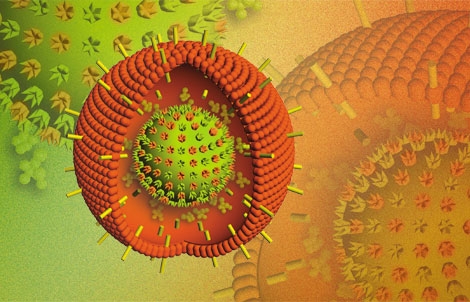 Epstein-Barr Virus (Infectious Mononucleosis)