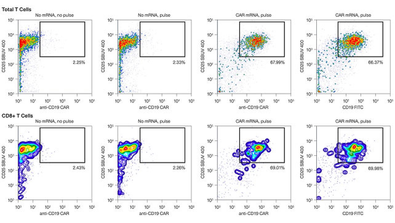 An Optimized Workflow for Generating Anti-CD19 CAR T Cells by mRNA