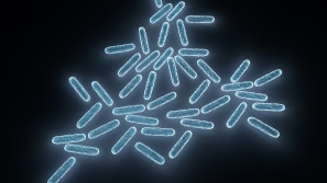 pathogen cronobacter sakazakii