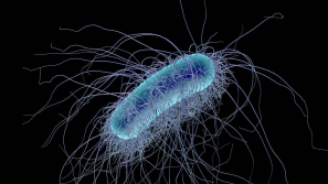 pathogen e.coli