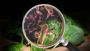 pathogen other microorganisms