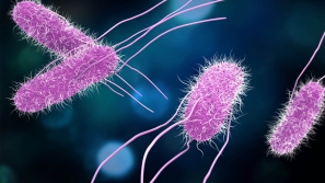 pathogen salmonella