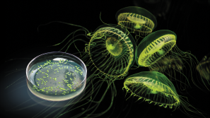  pGLO-Bacterial-Transformation-Kit-for-General-Biology
