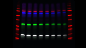 Western Blotting Multiplex Fluorescence
