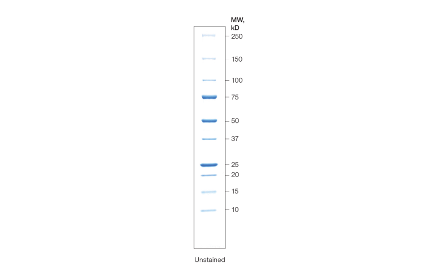 Unstained Protein Standards