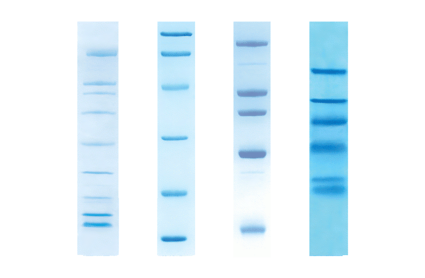 Unstained Natural Protein Standards