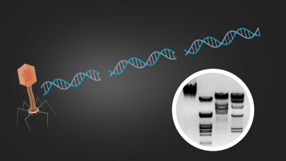 Analysis of Precut Lambda DNA Kit