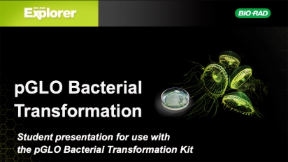 pGLO-bacterial-transformation