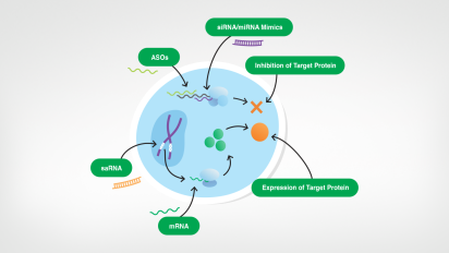 types-of-rna-infographic