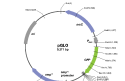 Cover of pGLO Plasmid Map and Sequence