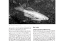 Cover of Transgenic Zebrafish by Electroporation