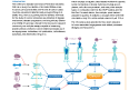Cover of Development and Validation of Bio-Plex Pro Human Cancer Biomarker Panel 2, Rev A