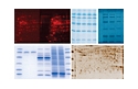 protein-stains-thumb-protein-electrophoresis-and-blotting.jpg