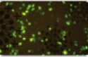 cat_gxt4_transfection_icon.jpg
