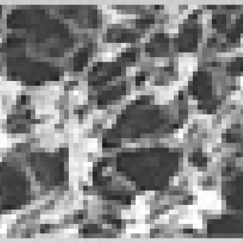 Western Blotting Membranes and Filter Paper | Bio-Rad Laboratories