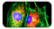 cell-imaging-cat-thumb.jpg