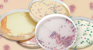 microorganisms from clinical specimens