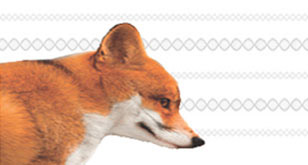 fox-titrate rabies anti-glycoprotein antibodies in serum