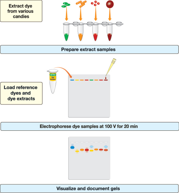 Gel Electrophoresis Chart