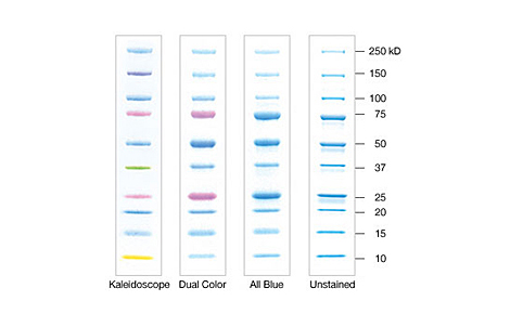 Protein Electrophoresis Size Standards.