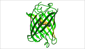Green Fluorescent Protein (GFP) barrel structure