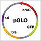 pGLO Bacterial Transformation Powerpoint