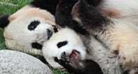 Conserving Panda Populations: Understanding Their Reproductive Endocrinology Editable File